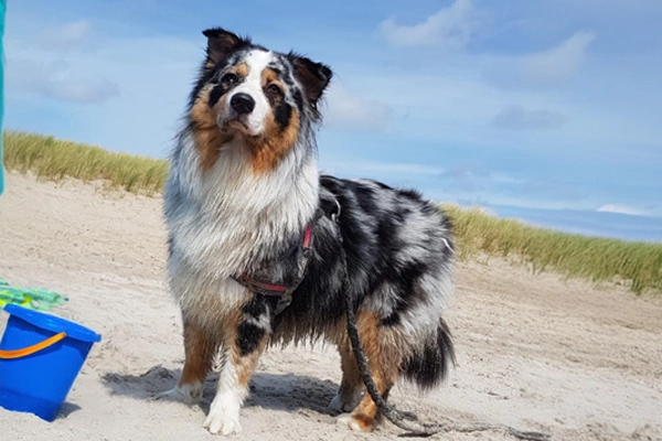 Urlaub mit Hund im Ferienhaus!