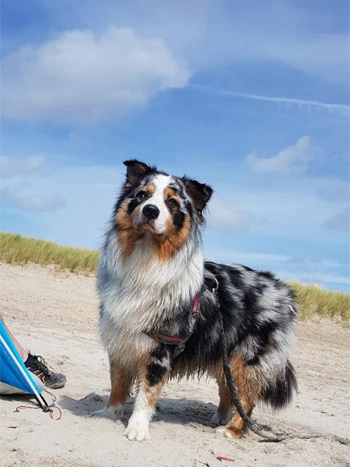Ferienhaus Hooksiel mit Hund – Ausflug zum Hundestrand