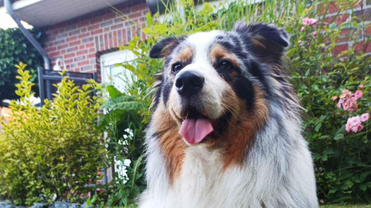Hundefreundliches Ferienhaus in Hooksiel mit eingefriedetem Garten für Urlaub mit Hund