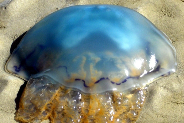 Blaue Nesselqualle im Wattenmeer bei Hooksiel