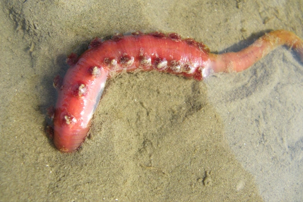 Wattwurm im Wattenmeer bei Hooksiel